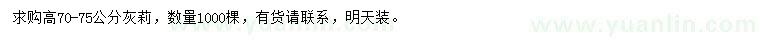 求購高70-75公分灰莉