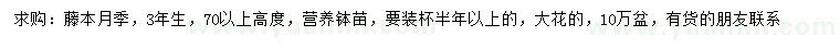 求購高70公分以上藤本月季