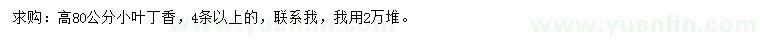 求購高80公分小葉丁香