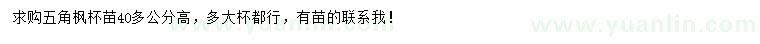 求購高40公分以上五角楓
