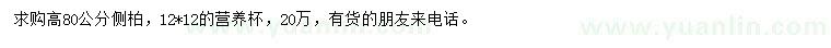 求購高80公分側(cè)柏