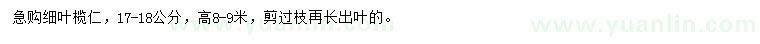 求購17-18公分細(xì)葉欖仁