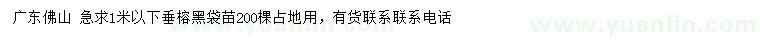 求購1米以下垂榕