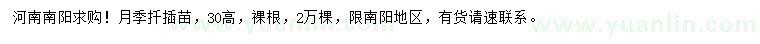 求購高30公分月季