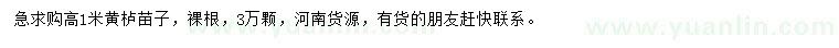 求購高1米黃櫨小苗