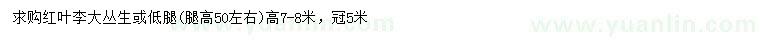 求購高7-8米紅葉李