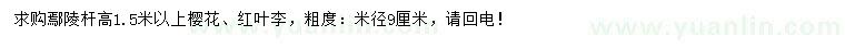 求購桿高1.5米以上櫻花、紅葉李
