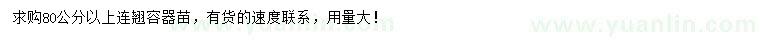 求購80公分以上連翹