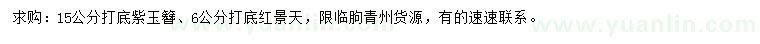 求購15公分打底紫玉簪、6公分打底紅景天