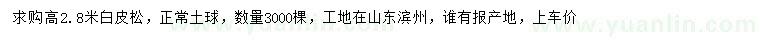 求購高2.8米白皮松