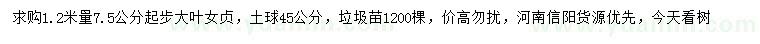 求購1.2米量7.5公分起步大葉女貞