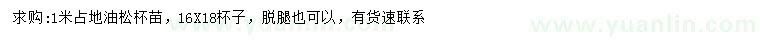 求購1米油松