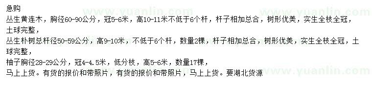 求購叢生黃連木、叢生樸樹、柚子