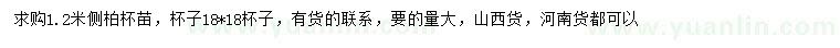 求購1.2米側(cè)柏