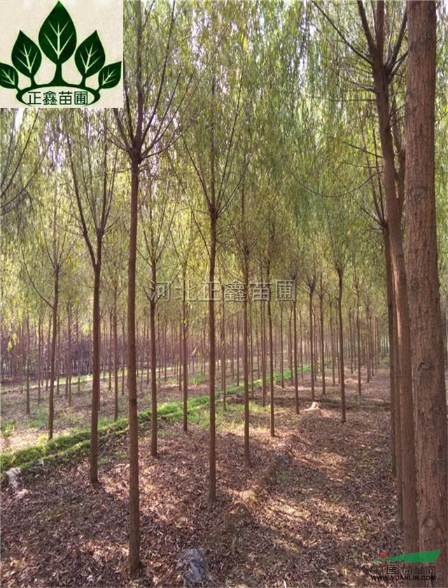 垂柳3供應(yīng)/垂柳3圖片