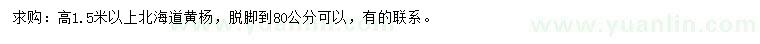 求購高1.5米以上北海道黃楊