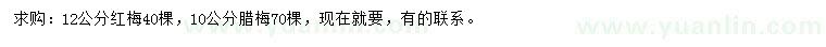 求購(gòu)10、12公分紅梅
