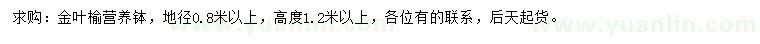 求購高1.2米以上金葉榆