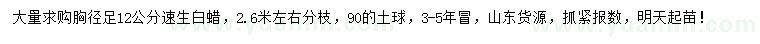 求購胸徑足12公分速生白蠟