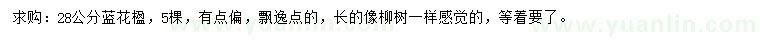 求購28公分藍(lán)花楹