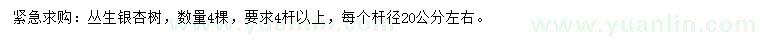 求購20公分左右叢生銀杏樹