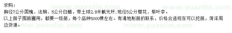 求購國槐、法桐、白蠟等