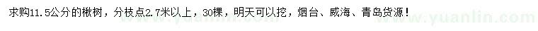 求購11.5公分楸樹