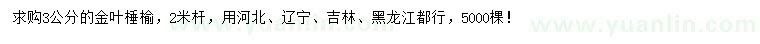 求購3公分金葉棰榆