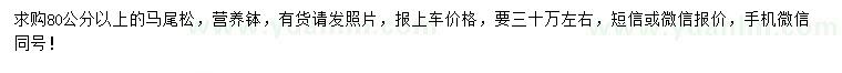 求購(gòu)80公分以上馬尾松