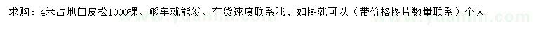 求購4米白皮松