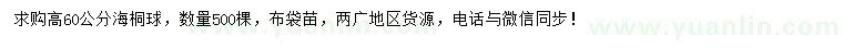 求購(gòu)高60公分海桐球