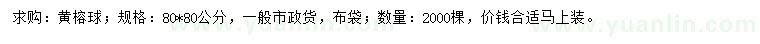 求購80*80公分黃榕