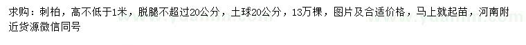 求購高1米刺柏