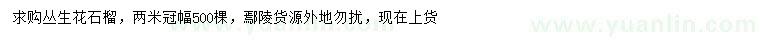 求購冠幅2米叢生花石榴