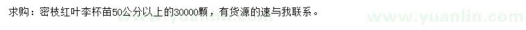 求購(gòu)50公分以上紅葉李