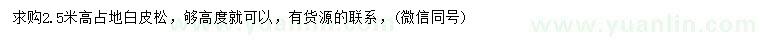 求購(gòu)高2.5米白皮松