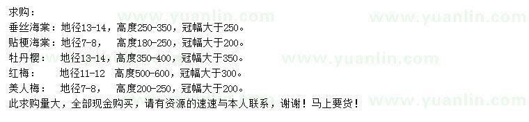 求購垂絲海棠、貼梗海棠、牡丹櫻等