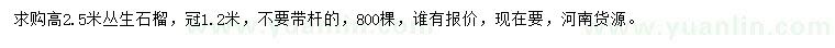 求購高2.5米叢生石榴