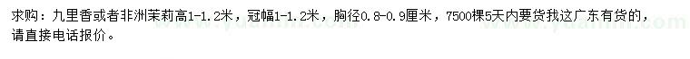 求購高1-1.2米九里香或非洲茉莉