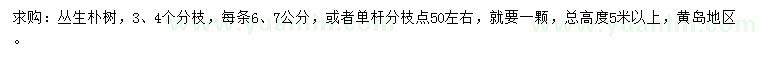 求購高5米以上叢生樸樹