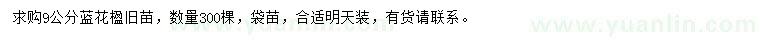求購9公分藍花楹