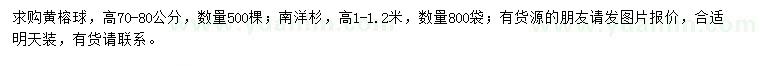 求購高70-80公分黃榕、高1-1.2米南洋杉