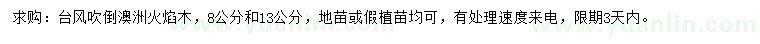 求購8、13公分澳洲火焰木