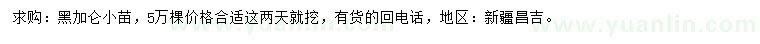 求購黑加侖小苗