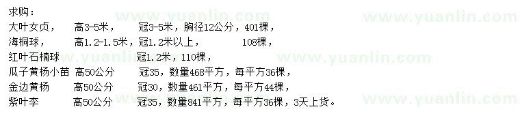 求購大葉女貞、海桐、紅葉石楠等