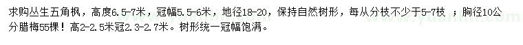 求購(gòu)高6.5-7米叢生五角楓、2-2.5米臘梅