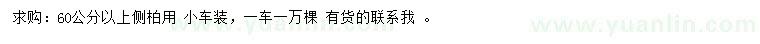 求購60公分以上側(cè)柏