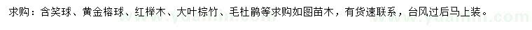 求購含笑球、黃金榕球、紅櫸木等