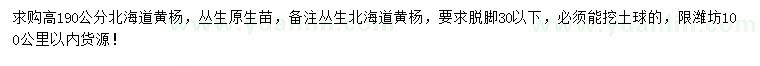 求購高190公分北海道黃楊