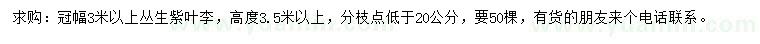 求購(gòu)冠幅3米以上紫葉李